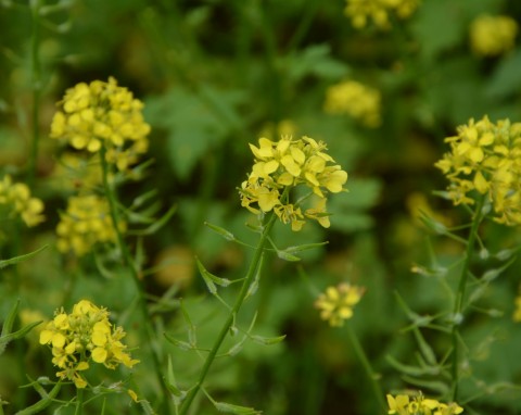 Gorczyca polna (Sinapis arvensis)