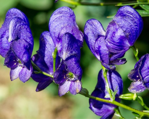 Tojad mocny (Aconitum firmum)