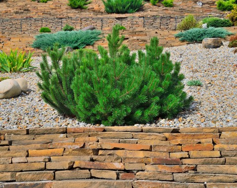 Sosna bośniacka (Pinus leucodermis)