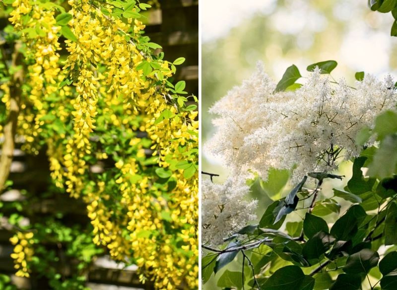 rośliny odporne na mróz