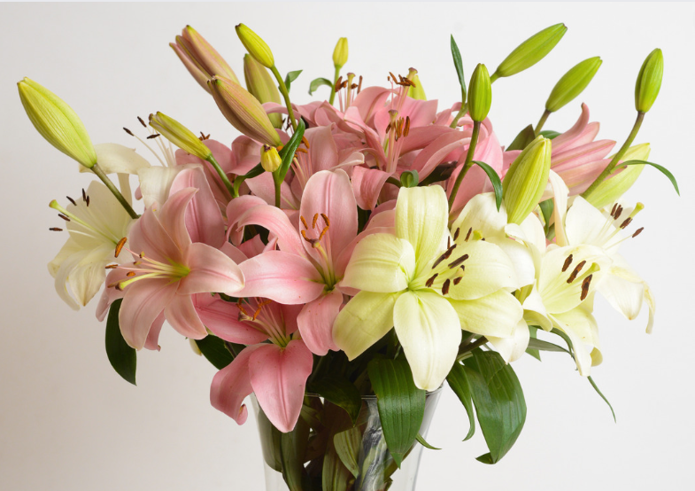 lilia bukiet