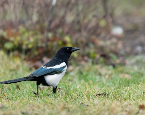 Masz srokę w ogrodzie? Uważaj, wypłoszy inne ptaki. Znam prosty sposób, by ją zniechęcić do przylatywania