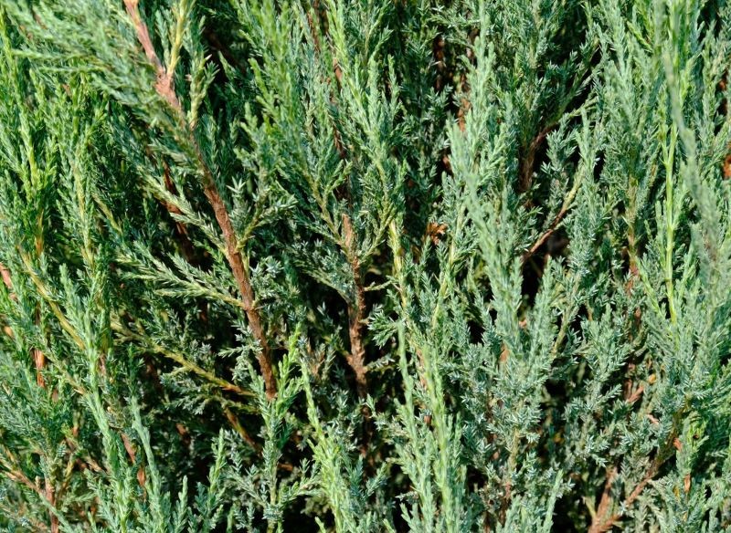 Na osłonę przed wiatrem możemy wybrać liściaste lub iglaste gatunki, np. jałowiec skalny.