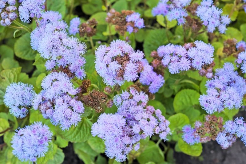 W miarę przekwitania warto usuwać z żeniszka suche kwiaty.