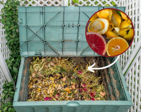 Cytrusy na kompost. Czy można kompostować resztki z owoców cytrusowych?