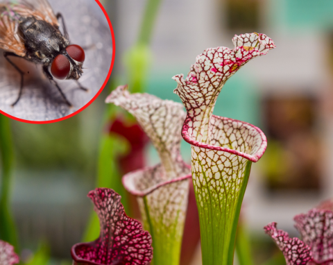 Dzięki tej roślinie pozbędziesz się much! Zobacz, jak dbać o kapturnicę