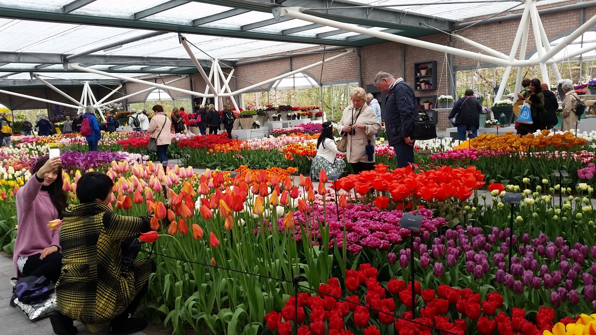 Pozostałe, Wizyta w Keukenhof