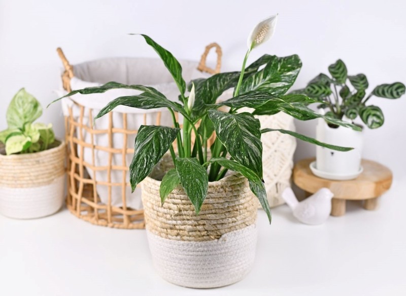 skrzydłokwiat diamond variegata