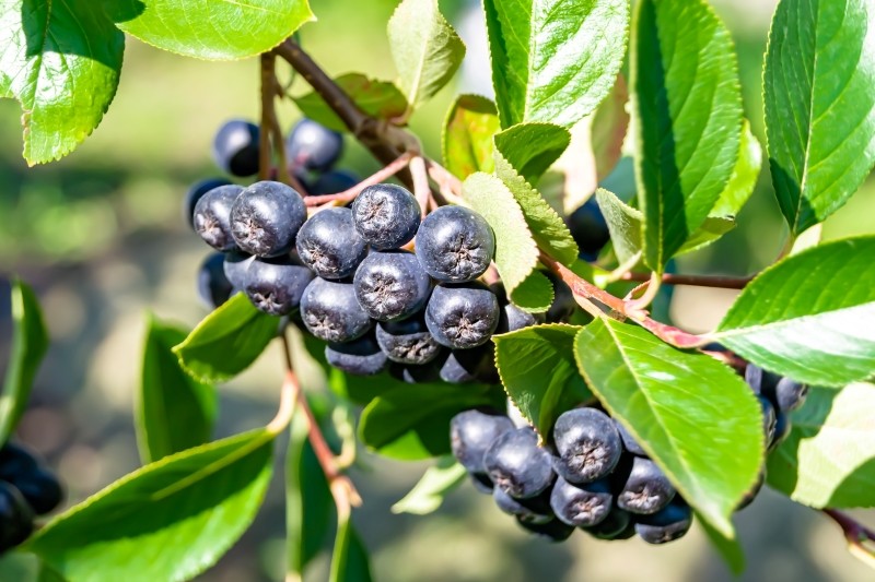 jak przyciąć aronię na wiosnę