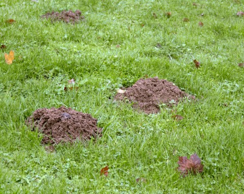 To najlepszy i sprawdzony sposób na krety oraz nornice. W duecie z tymi roślinami tworzy zaporę na gryzonie