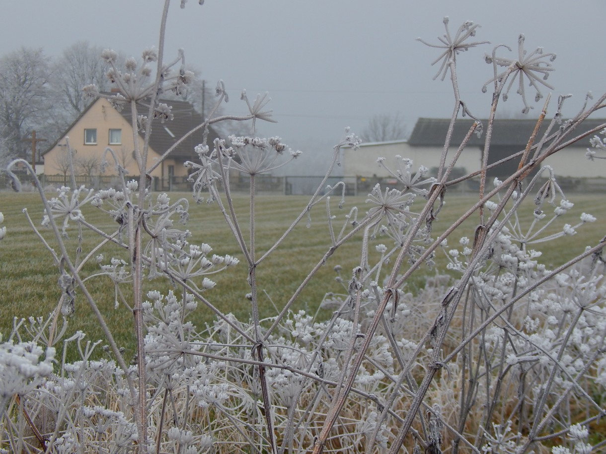 Leśne klimaty, WINTER ART ...