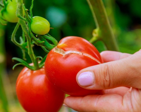 Pękanie pomidorów na krzaku. Dlaczego pomidory pękają i jak temu zapobiegać?