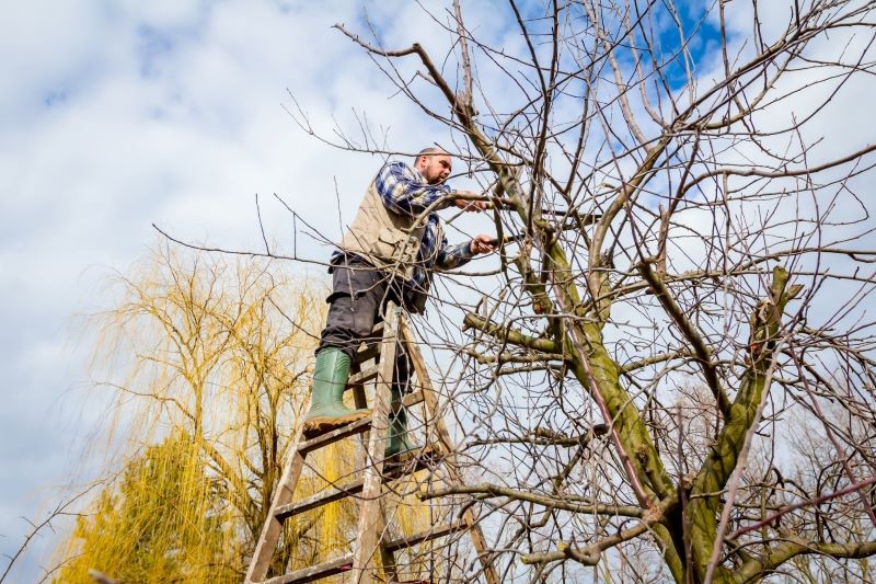 Jeśli gałęzie zwisają nad drogą publiczną, musimy dopełnić formalności, zanim je zetniemy.