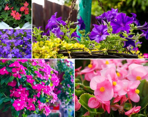 TOP 30 kolorowych kwiatów balkonowych. Daj upust swojej kreatywności i zaaranżuj balustrady