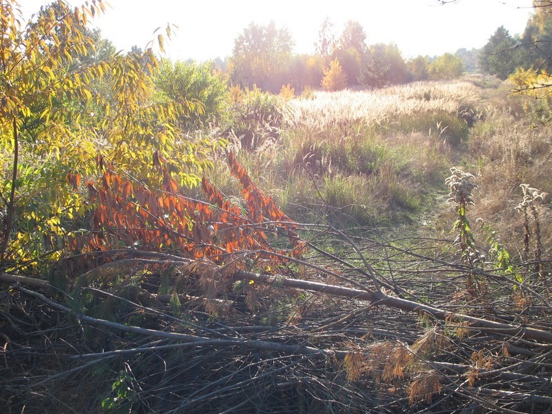 Wiatrem kołysanie.