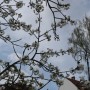 Pozostałe, Czas na majówkę ..........i..........czas na magnolie .......... - ..........i kwitnące drzewko............