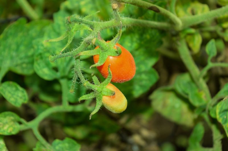 Brak magnezu u pomidorów widoczny jest początkowo na najstarszych liściach.