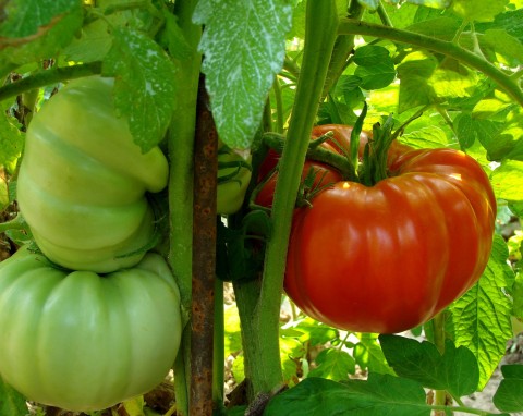Pomidory - jakie zabiegi wykonać na przełomie czerwca i lipca? Tak uzyskasz obfity plon