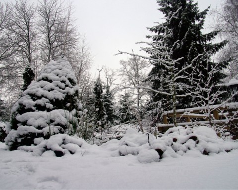 Dlaczego śnieg w ogrodzie to szczęście? Tym warto się zająć, gdy warstwa puchu się utrzymuje