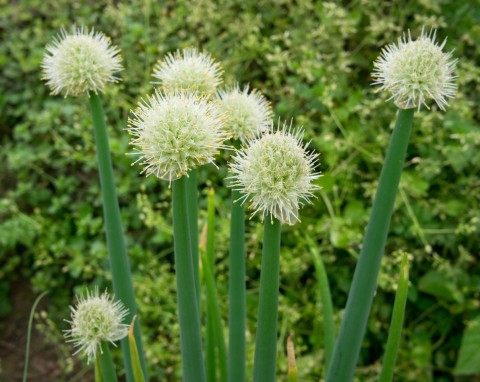 7 starych odmian warzyw, o których ogrodnicy zapomnieli. W nowym sezonie posadź w ogrodzie