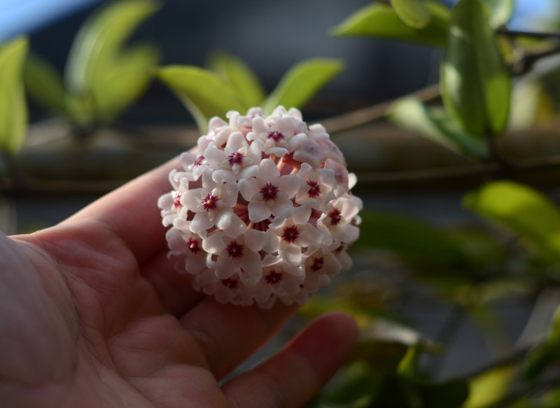 W domu możemy uprawiać kilka ciekawych odmian hoi.