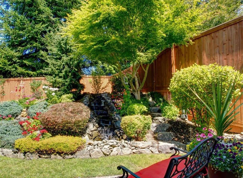 araukaria w ogrodzie