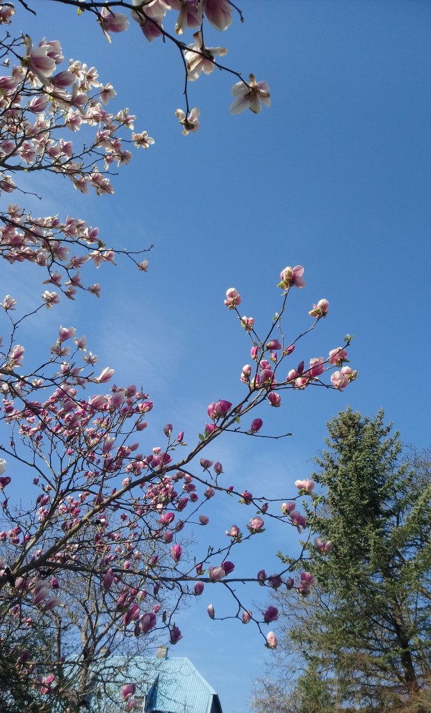 Rośliny, Czas na magnolie.....................