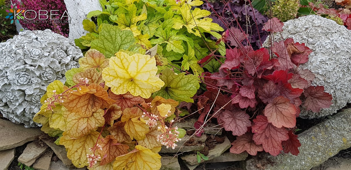 Ogród, Jesienne dekoracje do ogrodu -patio-taras-balkon - Jesienne dekoracje do ogrodu -patio-taras-balkon
Kobea Ogrody i Bruki-Produkcja i sprzedaż dekoracji do ogrodu