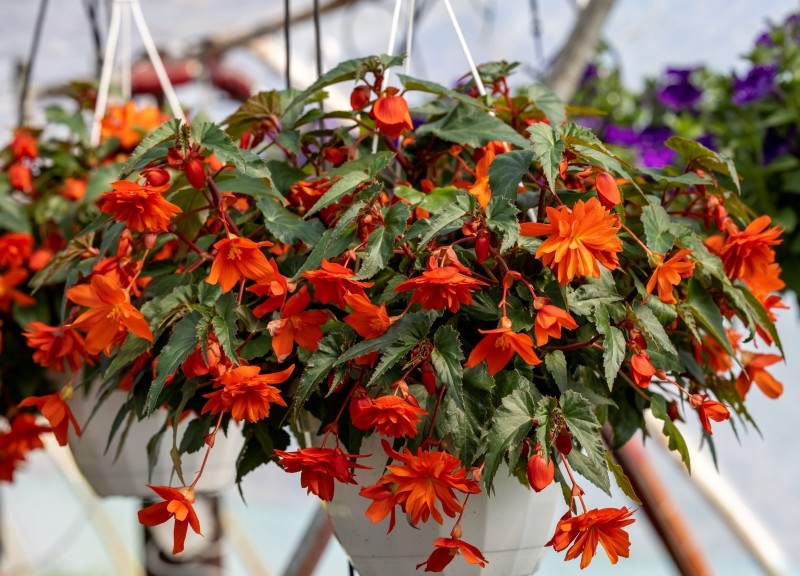 begonia zwisająca