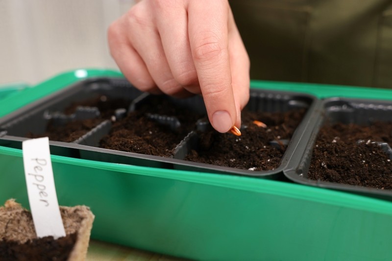 dlaczego nasiona nie wschodzą