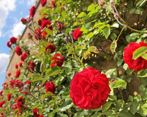 Najpiękniejsze róże pnące do ogrodu i na taras. Te odmiany warto znać