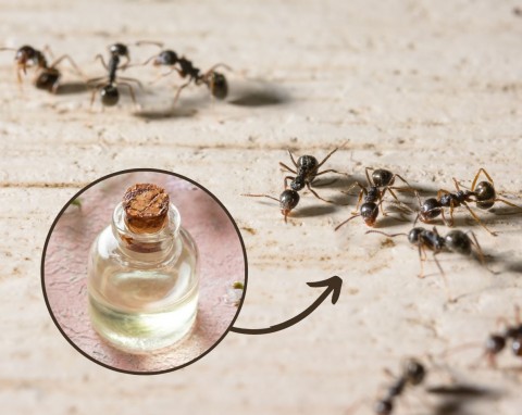 Nie możesz pozbyć się mrówek z domu? Ten sposób zadziała natychmiast
