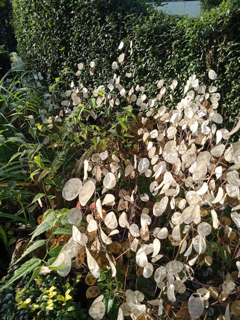 Rośliny, LATO W OGRODZIE