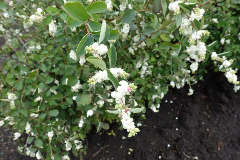 Śnieguliczka będzie dobrze rosła na każdym stanowisku.