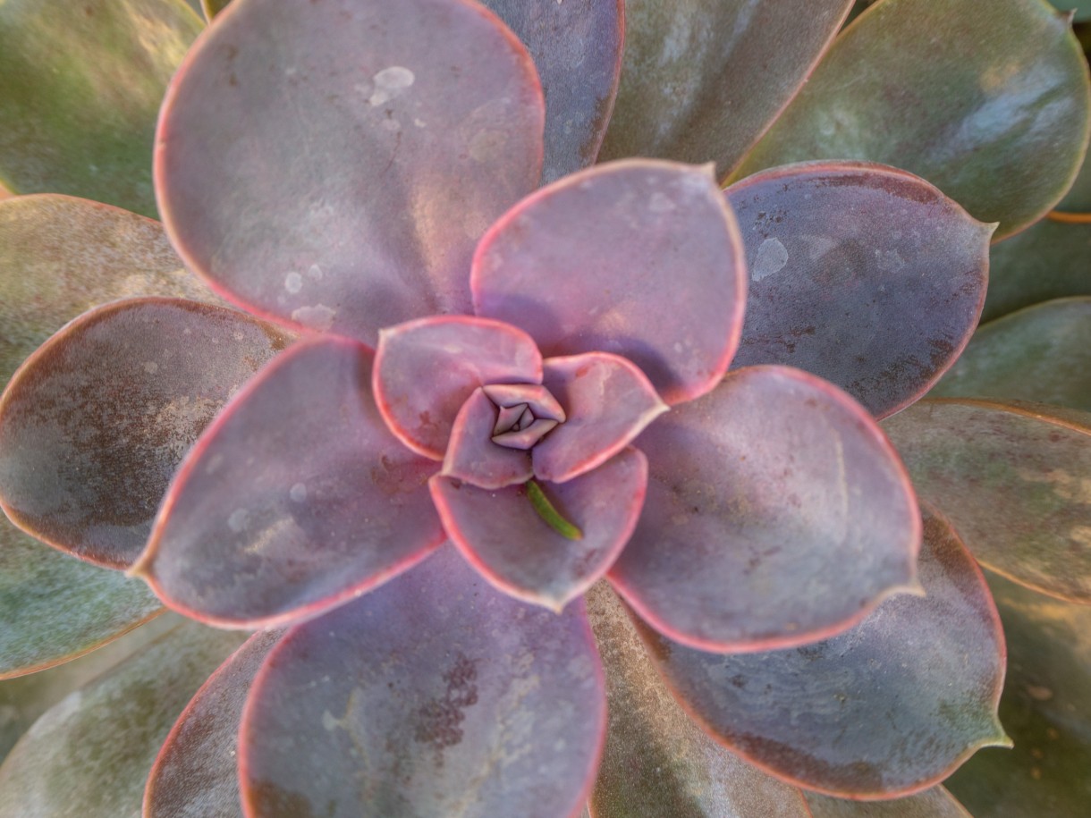 Rośliny, Różowe kwiaty doniczkowe - Eszeweria (Echeveria ‘Perle von Nurnberg')
Fot. 123.RF