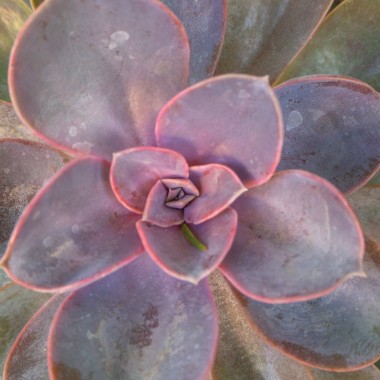 Eszeweria (Echeveria ‘Perle von Nurnberg')
Fot. 123.RF