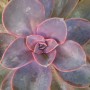 Rośliny, Różowe kwiaty doniczkowe - Eszeweria (Echeveria ‘Perle von Nurnberg')
Fot. 123.RF