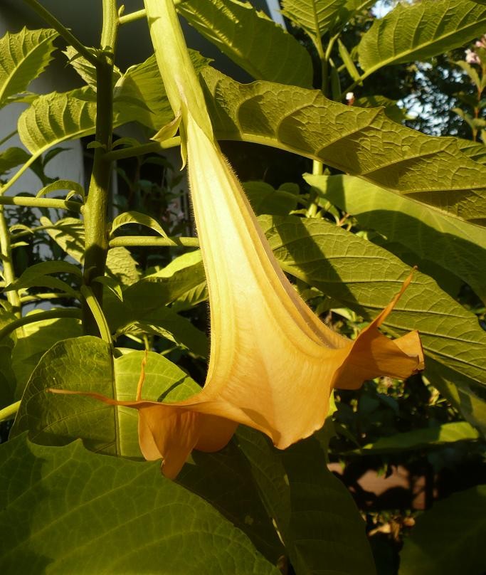 Pozostałe, Wrześniowa ..............pełna lata........... - .............i datura..............