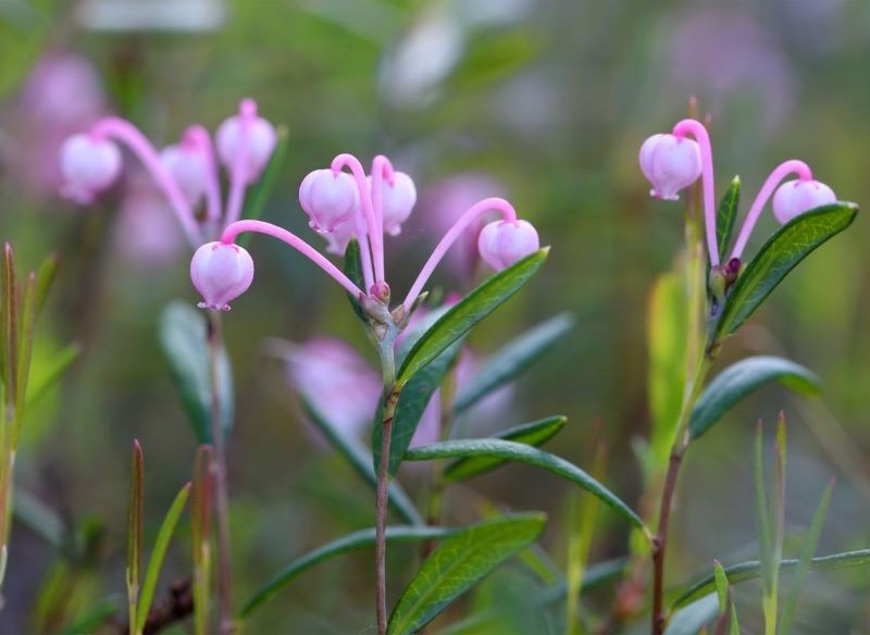 Beczułkowate kwiaty modrzewnicy pospolitej są niezwykle urokliwe.