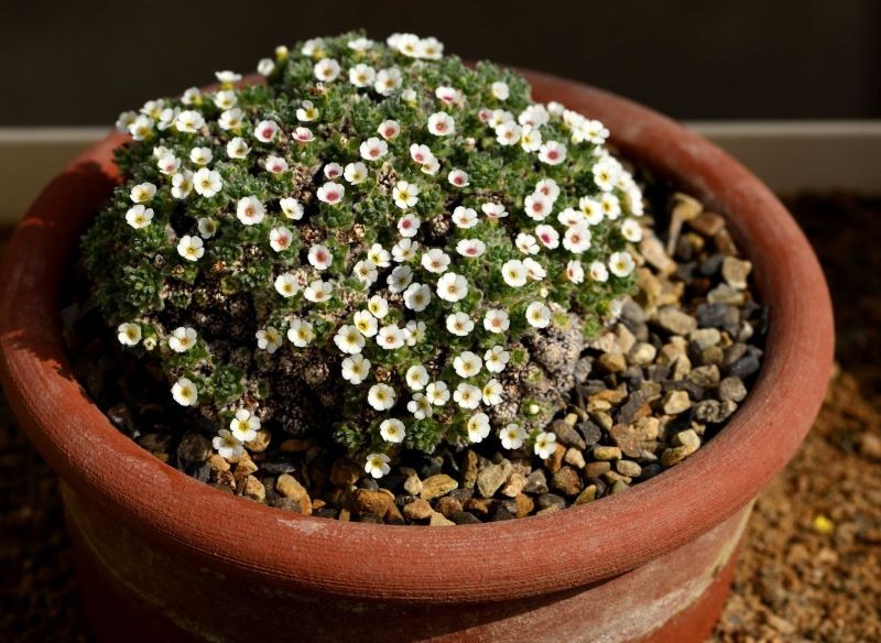 Naradkę możemy uprawiać również w donicy.