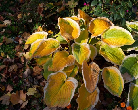 Ślimaki przygotowują się do zimy. Możesz im przeszkodzić, wiosną nie będzie ani jednego w ogrodzie