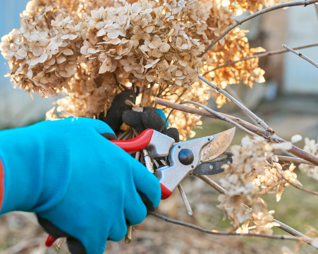 przycinanie hortensji