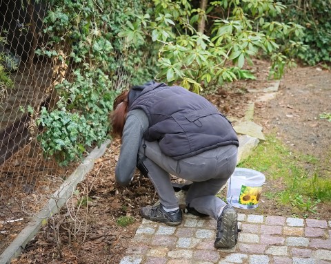 Takie ogrody przyciągają szczury jak magnes. Zrób jedno, a nie będą zakładać gniazd