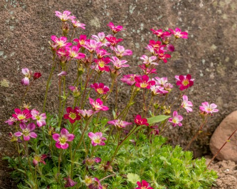 Skalnica Arendsa (Saxifraga arendsii)