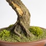 Gabinet, Sztuczne drzewko bonsai zokei wykonane w stylu Moyogi 51cm.