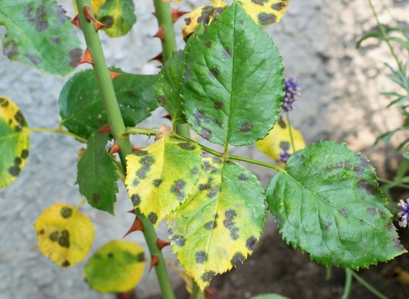 Krzew róży porażony czarną plamistością.