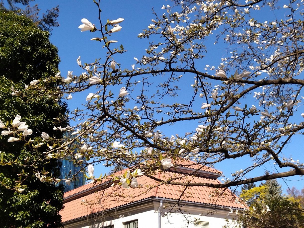 Rośliny, Majówka .................. - .....................i magnolia przed palmiarnią.................