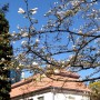 Rośliny, Majówka .................. - .....................i magnolia przed palmiarnią.................