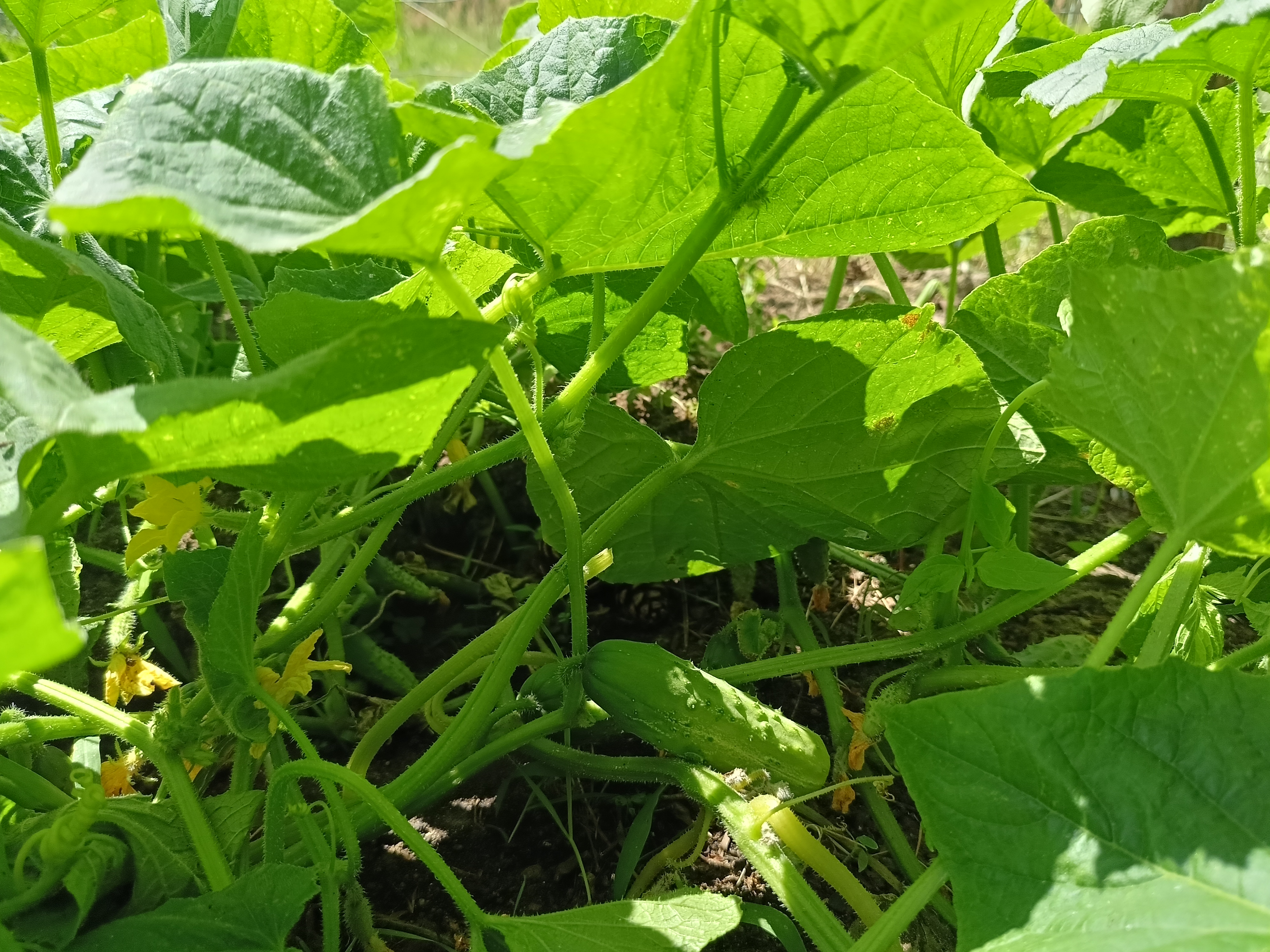  Rosły, rosły i przestały. Znajomy plantator ogórków pokazał, co robiłam źle