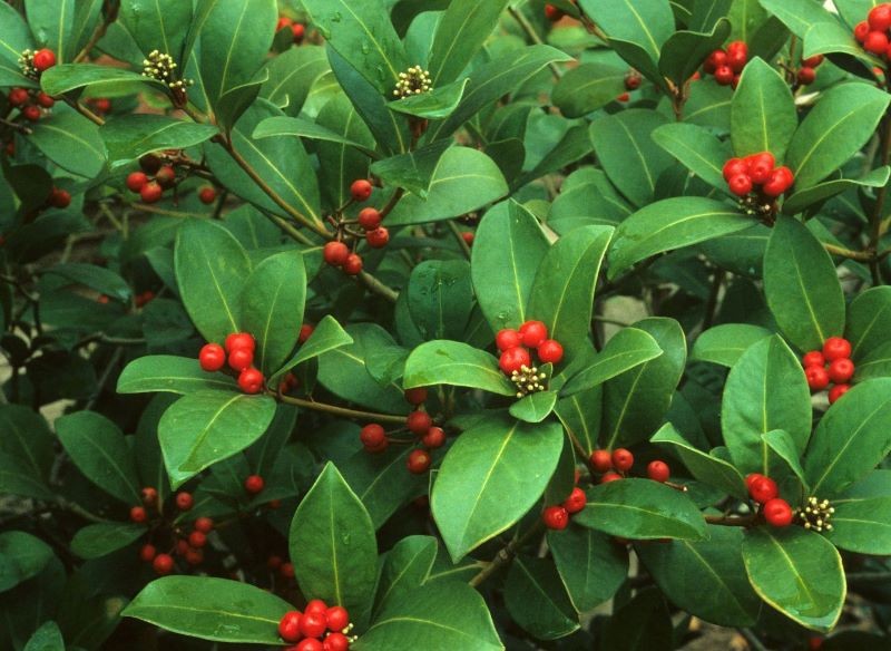 Jeśli chcemy, aby skimia japońska dała owoce, musimy posadzić w ogrodzie żeński i męski egzemplarz tej rośliny.